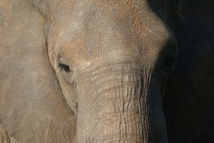 original-elephant-small.jpg
