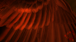 eilu_simple_thumb.png