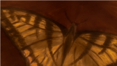 butterfly_refined_tn.jpg butterfly_refined_tn.jpg